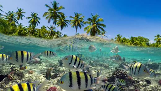 Indian Ocean Expedition - Tropical Fish Underwater