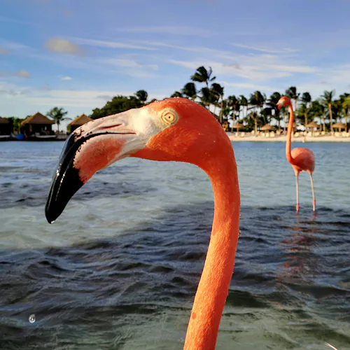 Aruba flamingos
