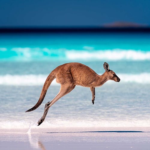 Kangaroo Island, Australia