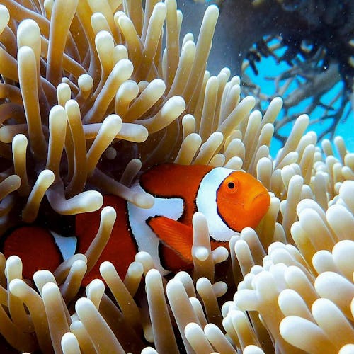 Australia Great Barrier Reef